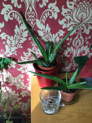 Review by Alex Murray